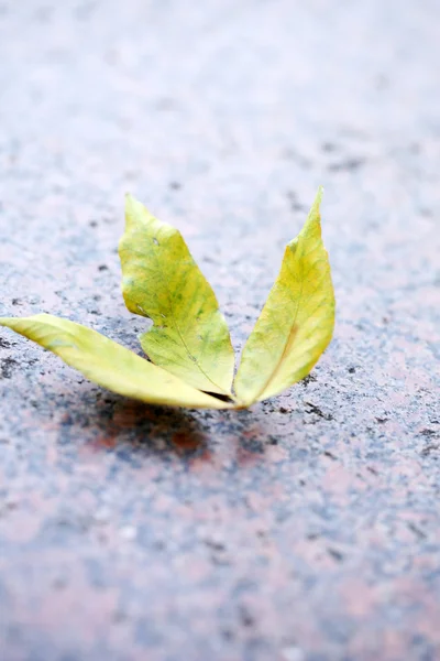 Jesienny liść na asfalcie — Zdjęcie stockowe