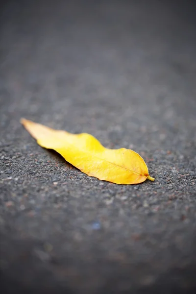 Asfalt üzerinde sonbahar yaprağı — Stok fotoğraf