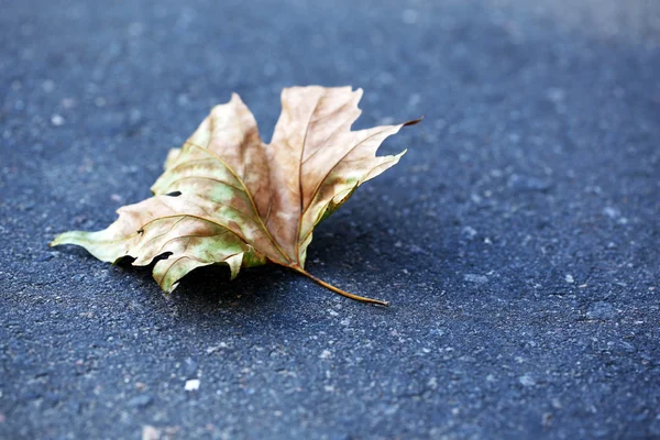 Folha de outono em asfalto — Fotografia de Stock