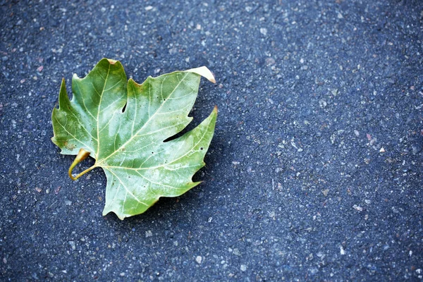 Autumn leaf on asphalt — Stock Photo, Image