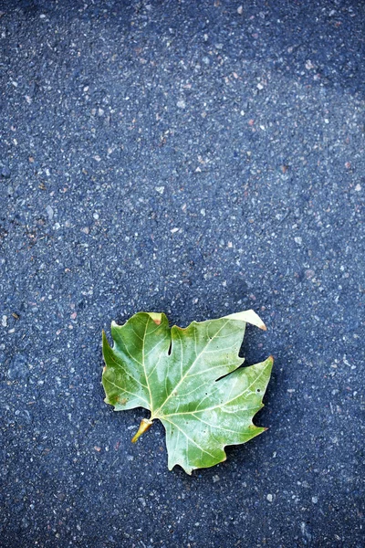 Hoja de otoño sobre asfalto —  Fotos de Stock