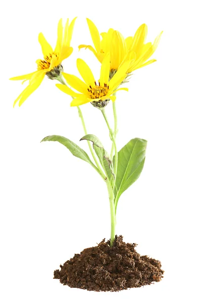 Kwiaty rosnące z gleby — Zdjęcie stockowe