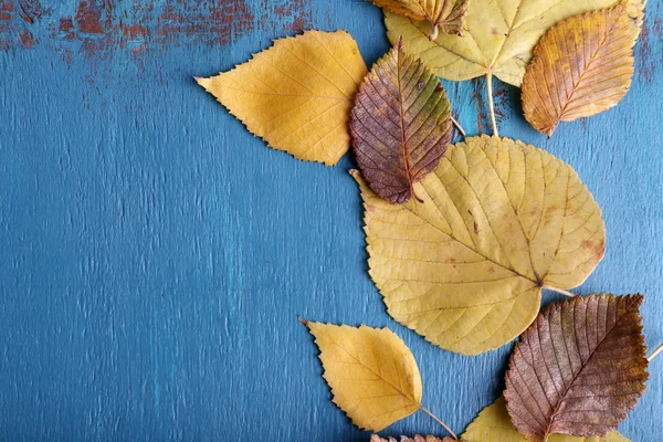 Fa kék alapon sárga levelek — Stock Fotó