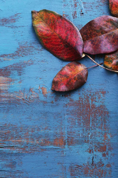 Hojas de color rojo oscuro sobre fondo de madera azul —  Fotos de Stock
