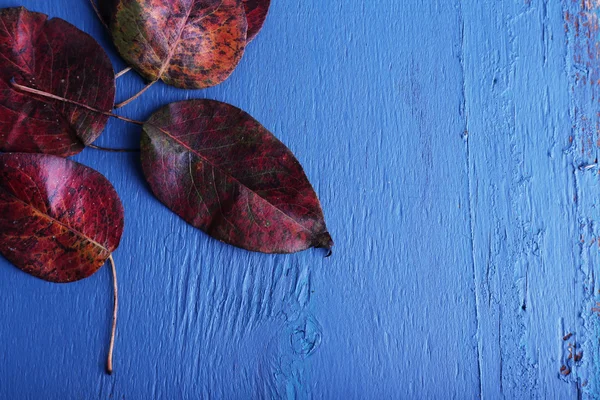 Dark red leaves on blue wooden background — Stock Photo, Image