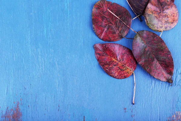 Feuilles rouge foncé sur fond de bois bleu — Photo