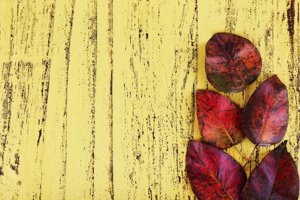 Hojas de color rojo oscuro sobre fondo de madera amarillo —  Fotos de Stock