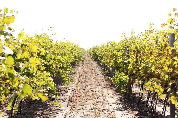 Vineyard plantation — Stock Photo, Image