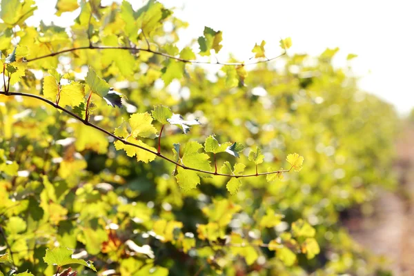 Vineyard plantation — Stock Photo, Image