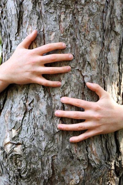Persona abbraccia tronco grande albero, primo piano — Foto Stock