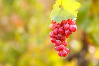 saç ekimi portre üzerinde olgunlaşmış üzüm demet