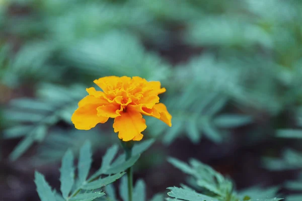 Oranje Frans Tagetes (Afrikaantje melde), buitenshuis — Stockfoto