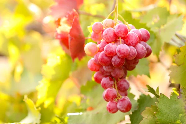 Bukiety z dojrzałych winogron na plantacji zbliżenie — Zdjęcie stockowe