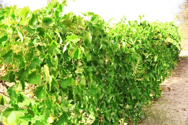 Winogron plantacji w okresie letnim — Zdjęcie stockowe