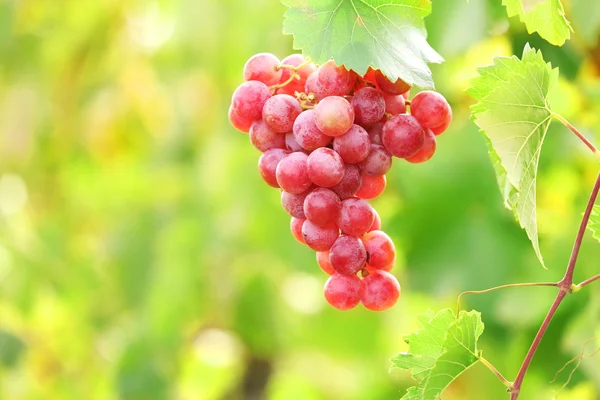 Bunches of ripe grape on plantation closeup — Stock Photo, Image