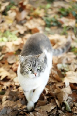 Çimenlerin üzerinde Gri kedi