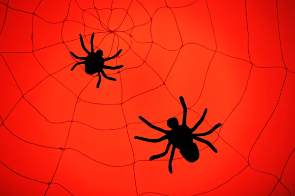 Spiders on Halloween web — Stock Photo, Image