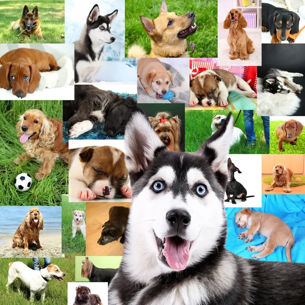 Collage aus hübschen Hunden — Stockfoto