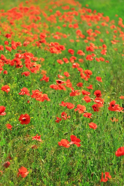 Hermosas flores de amapola en el campo — Foto de Stock