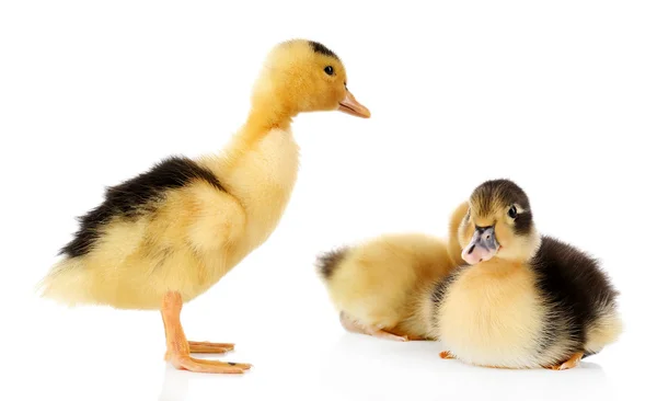 Pequeños patitos lindos aislados en blanco — Foto de Stock