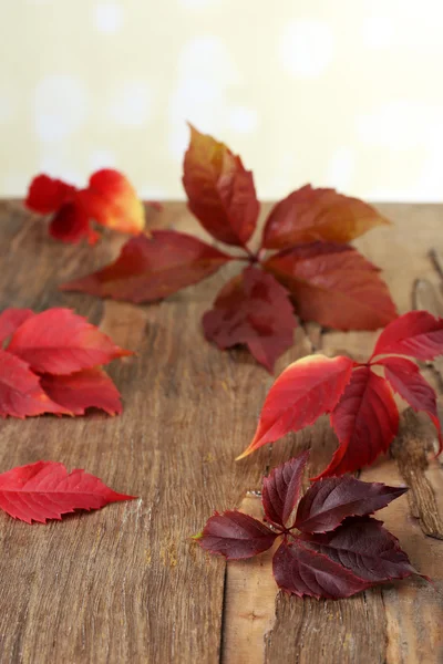 木製の背景に美しい紅葉 — ストック写真