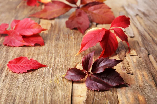 木製の背景に美しい紅葉 — ストック写真