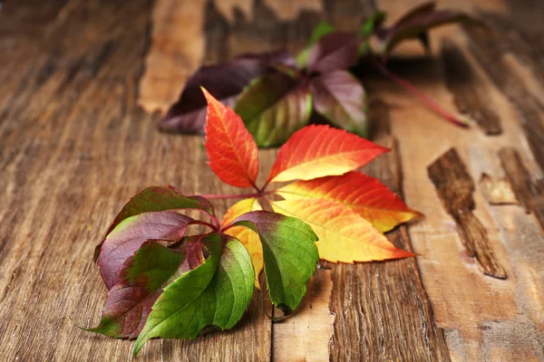 Hermosas hojas de otoño sobre fondo de madera —  Fotos de Stock