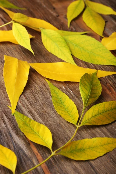 Belles feuilles d'automne sur fond en bois — Photo