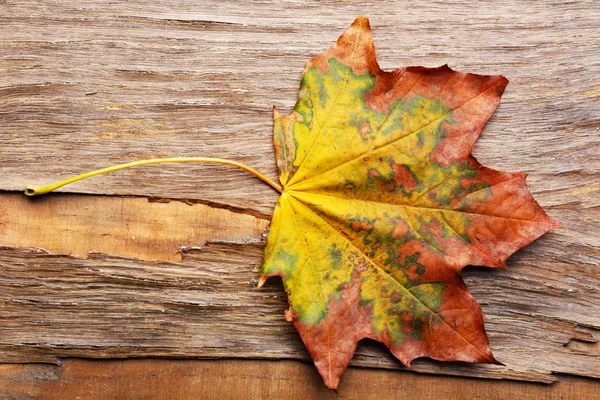 美しい秋の紅葉 — ストック写真