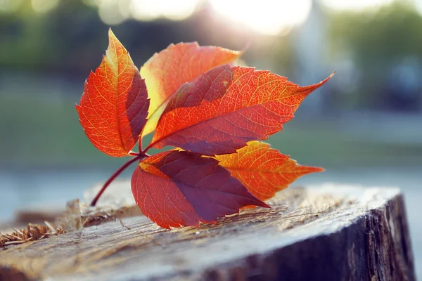 Beautiful autumn leaf — Stock Photo, Image