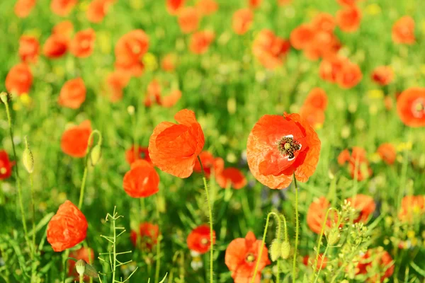 Vallmo blommor utomhus — Stockfoto