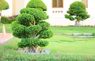 Güzel ağaç parkı