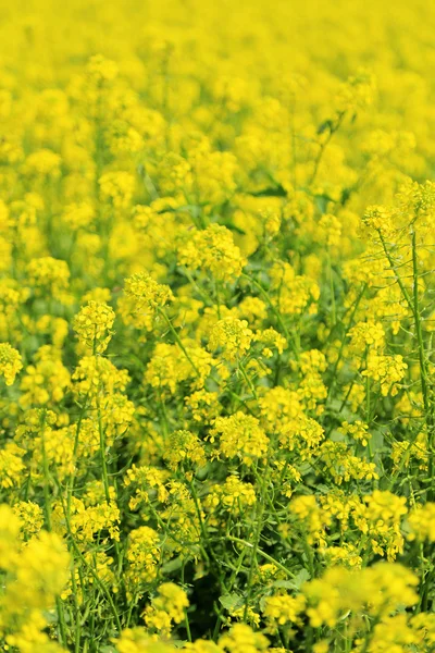 Mooie verkrachting in het veld — Stockfoto