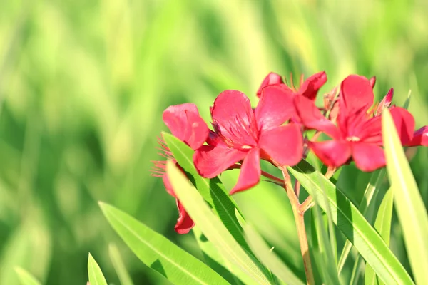 Lindas flores, ao ar livre — Fotografia de Stock