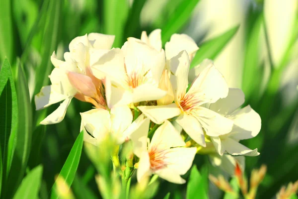 Hermosas flores, al aire libre —  Fotos de Stock