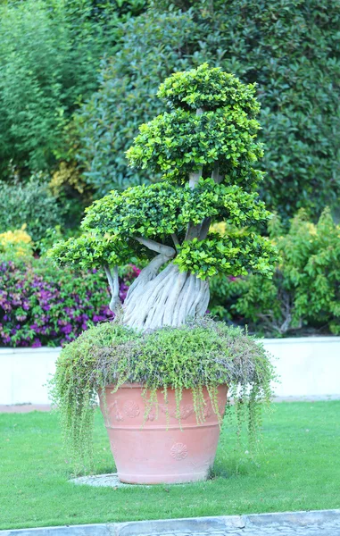 Tuin planter met exotische boom — Stockfoto