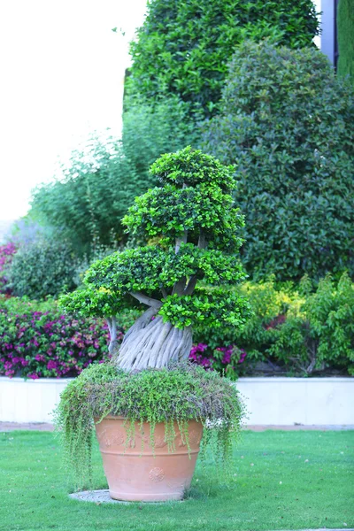 Gartenpflanzer mit exotischem Baum — Stockfoto