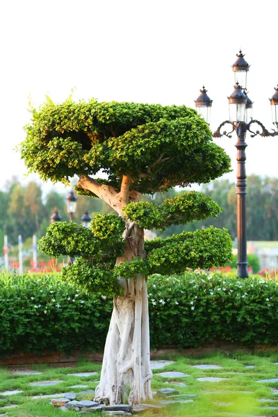 Beautiful tree in park — Stock Photo, Image