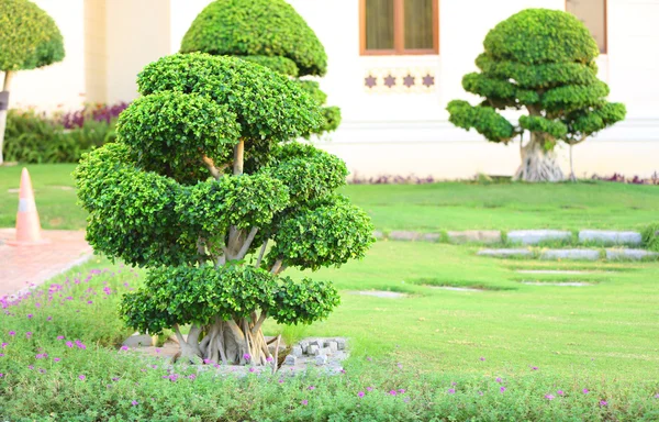 公園内の美しい木 — ストック写真