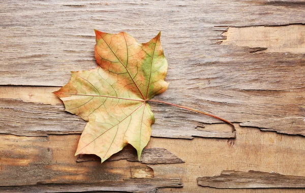Belle feuille d'automne sur fond en bois — Photo