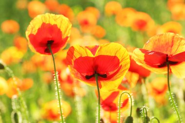 Baharda güzel kırmızı gelincik çiçekleri olan çayır.