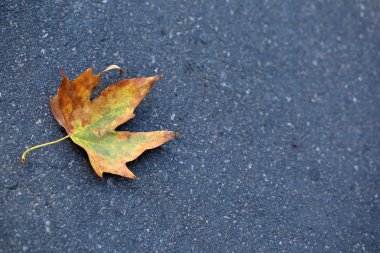 Asfalt yakın çekim sonbahar yaprağı