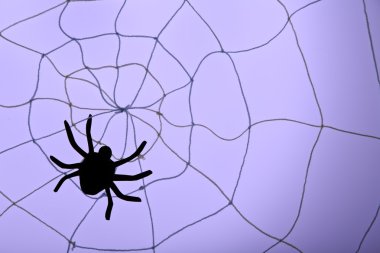 Örümcek web üzerinde. Cadılar Bayramı dekorasyon konsepti