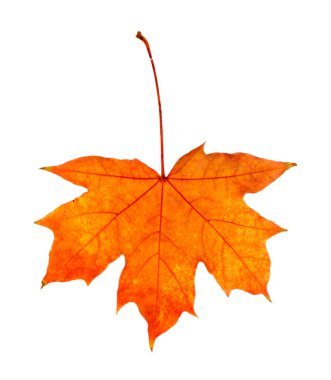 güzel sonbahar yaprak