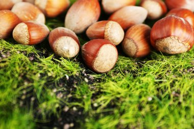 Yeşil çimenlerin üzerinde fındık