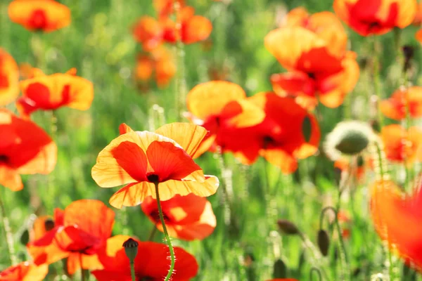 Prado con hermosas flores de amapola de color rojo brillante en primavera — Foto de Stock