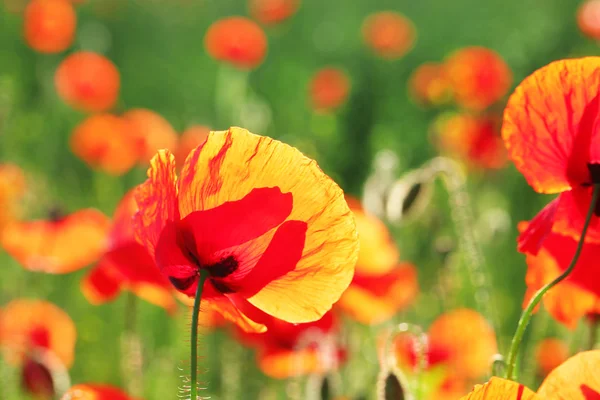 Prado con hermosas flores de amapola de color rojo brillante en primavera — Foto de Stock