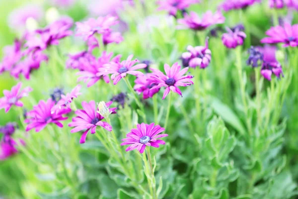 Belas flores no jardim — Fotografia de Stock