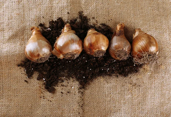 Bolbos de flores e solo no fundo do tecido — Fotografia de Stock