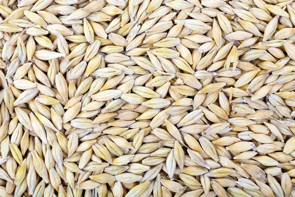 Oat as background — Stock Photo, Image